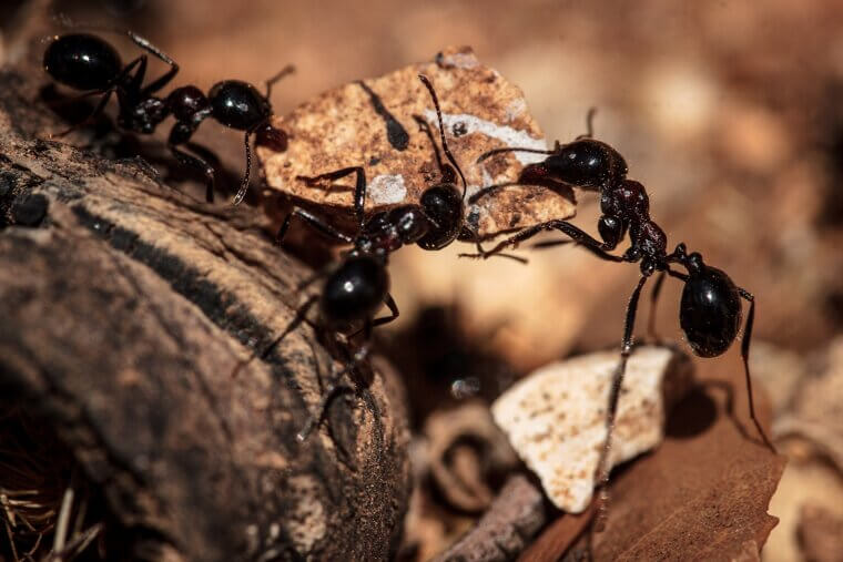 The Total Weight of All Ants on Earth Equals the Weight of All Humans