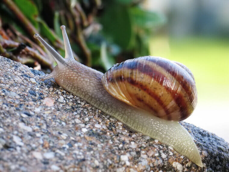 A Snail Can Sleep for Three Years Without Eating