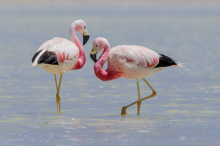 Flamingos Are Only Pink Because of the Food They Eat