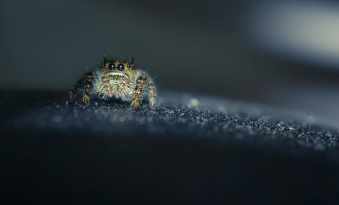 Strange Animal Biology Facts That Are Actually True