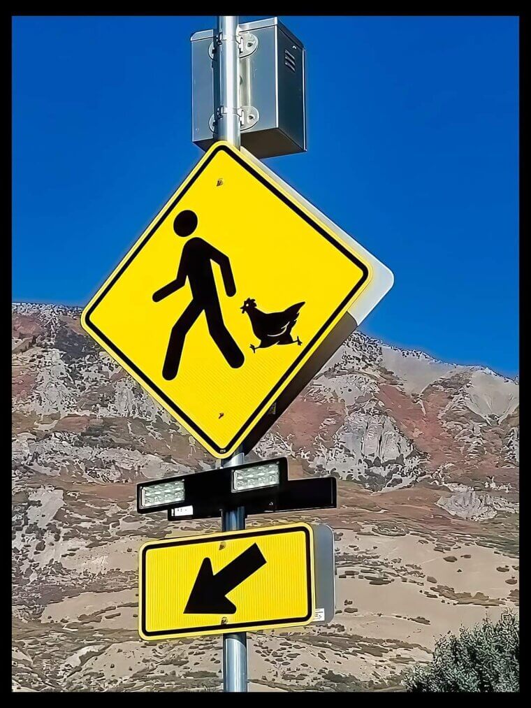 When a Chicken Crosses the Road with a Human