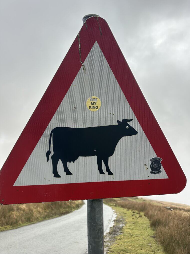 Cow Crossing With An Opinion
