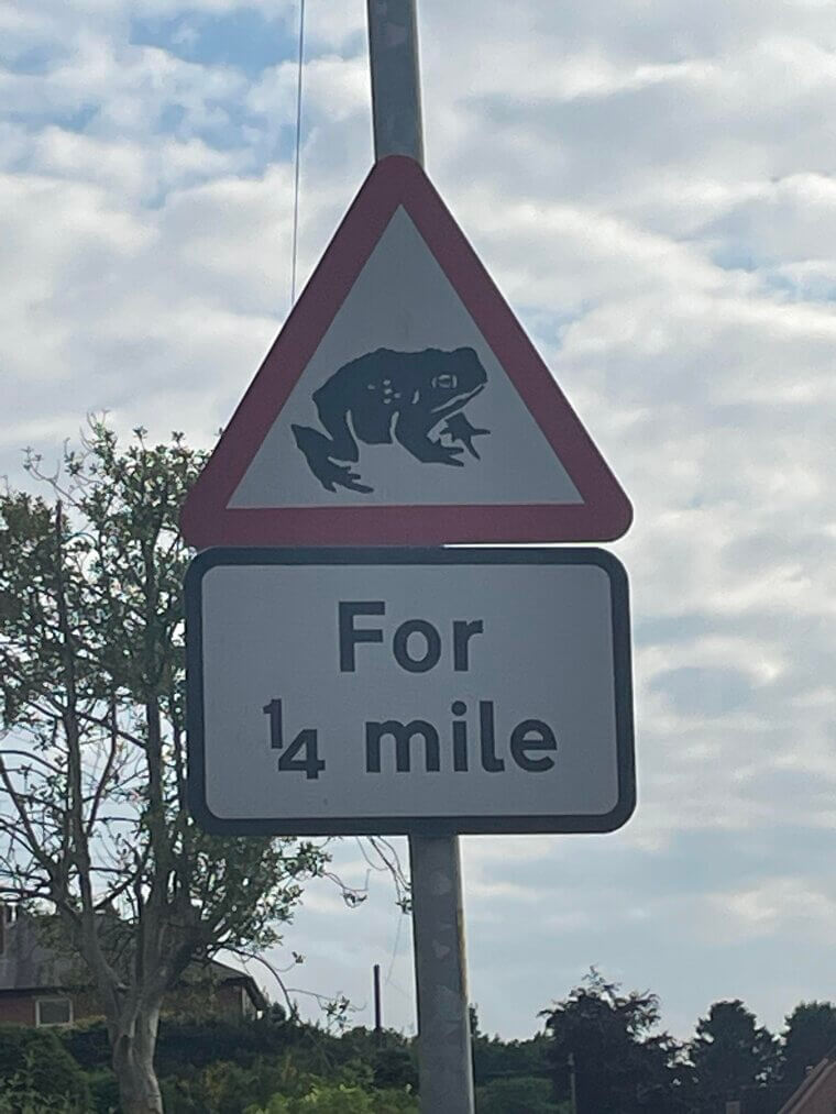 Toad Crossing For A Quarter Mile