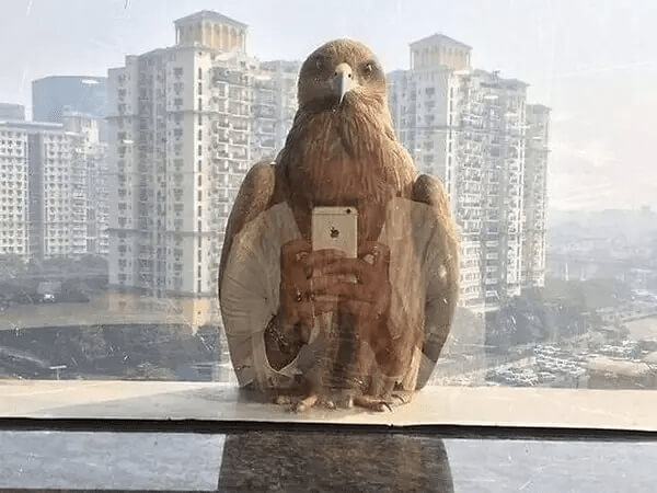 Los Pájaros También Se Toman Selfies