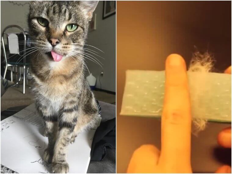 Cats – Cat Hair Brush