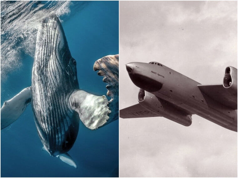 Humpback Whales – Wind Power