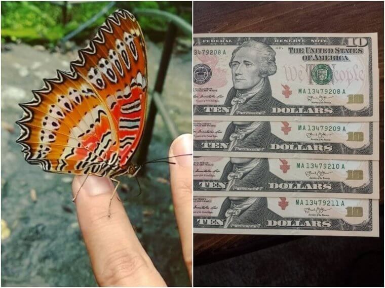 Butterflies – Anti-Counterfeit Technology