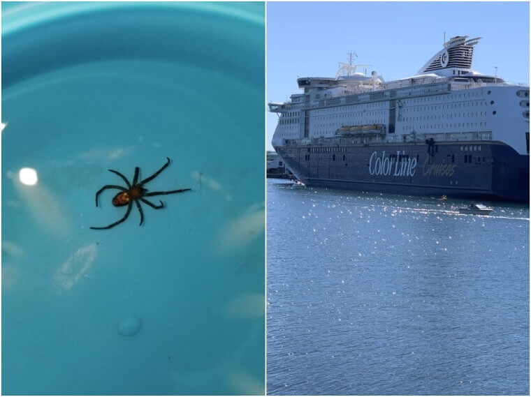 Spiders and Ants – Unsinkable Metal