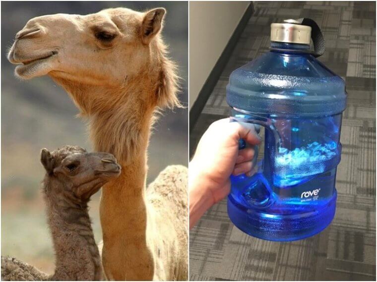 Camels – Water Purification