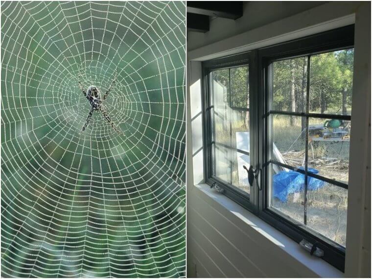 Spider Webs – Glass Windows