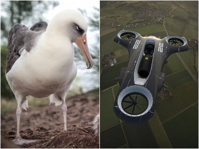 Albatrosses – Drones