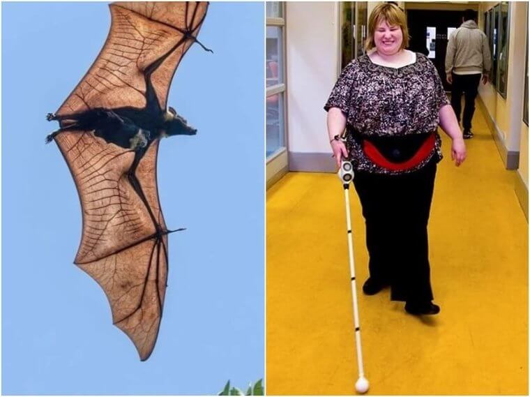 Bats – Walking Sticks For The Blind