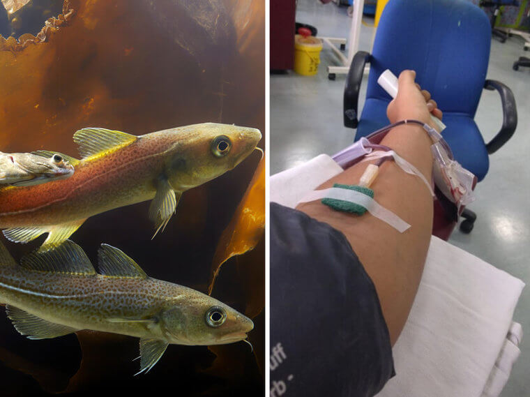 Codfish – Blood Conservation