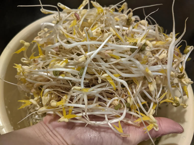 Raw Sprouts