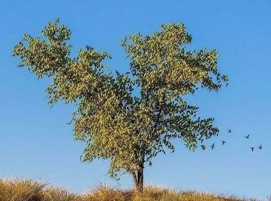 Essas folhas não são folhas - são pássaros