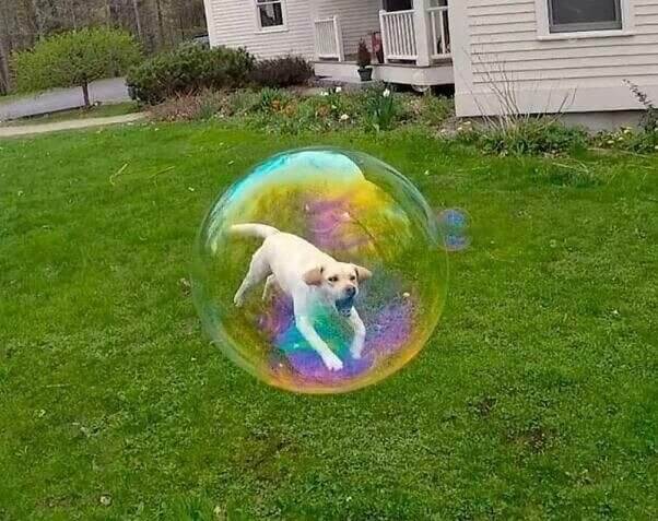 É melhor que alguém tire esse pobre cachorro de lá