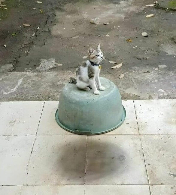 Este gato claramente tem um plano maligno para conquistar o mundo