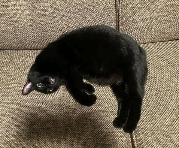 Veja: o gato levitante!