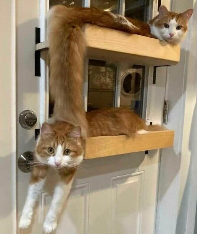 Então, como esse gato de duas cabeças faz seus negócios?