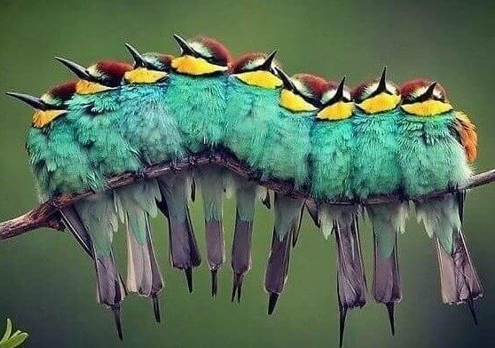 Nada para ver aqui, apenas uma lagarta comum