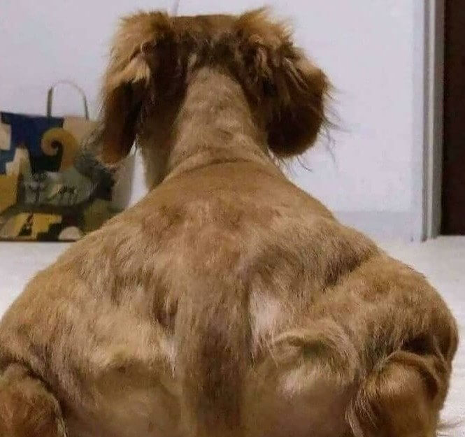 Apresentando o primeiro cão fisiculturista do mundo