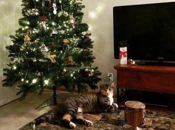 Esse gato não é realmente tão grande e responsável quanto parece