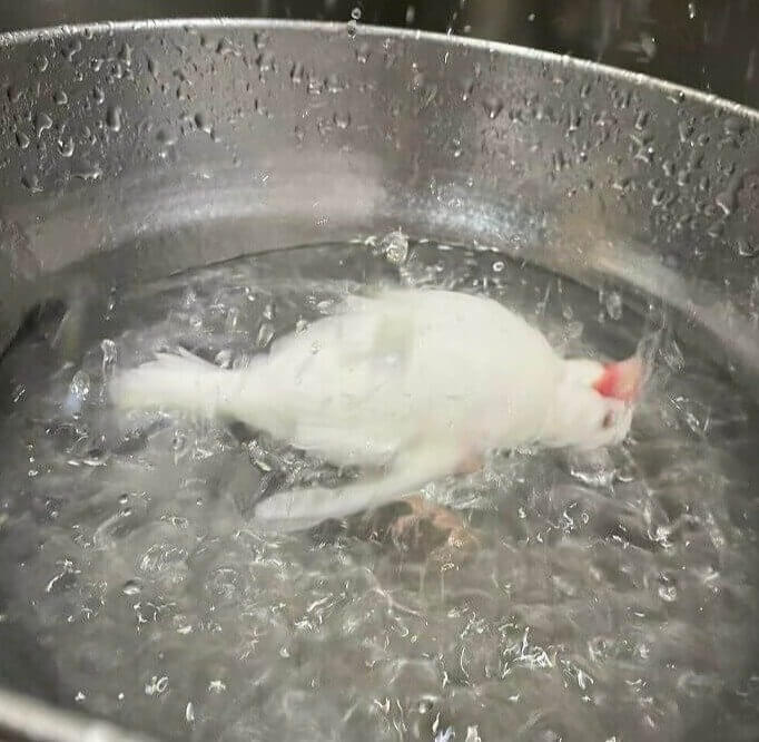 Quase chamamos os serviços de proteção aos animais neste caso