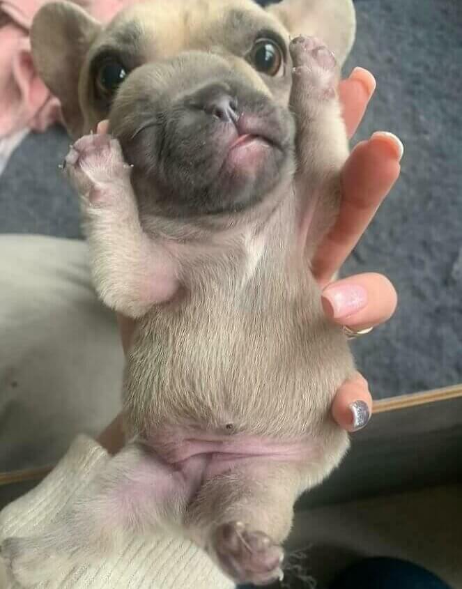 Nova raça de cachorro acaba de ser lançada