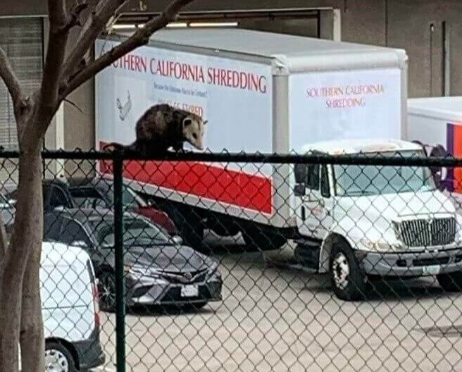O logotipo desse caminhão parece assustadoramente realista