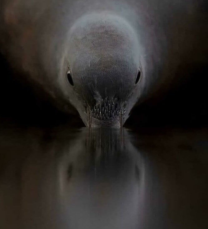 A invasão alienígena começou oficialmente