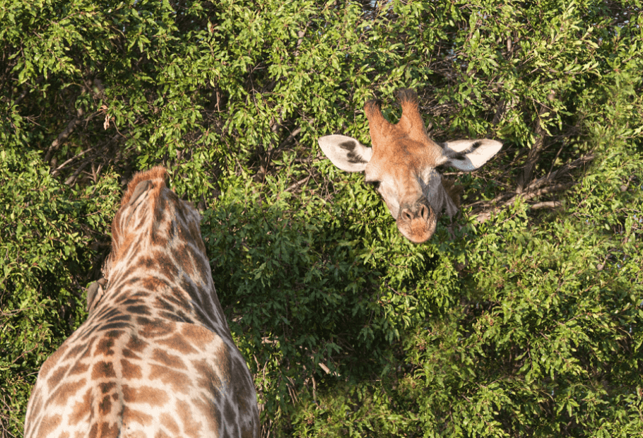 Mind Tricks Nature Is Playing on Us