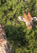 Les tours de passe-passe que nous joue la nature