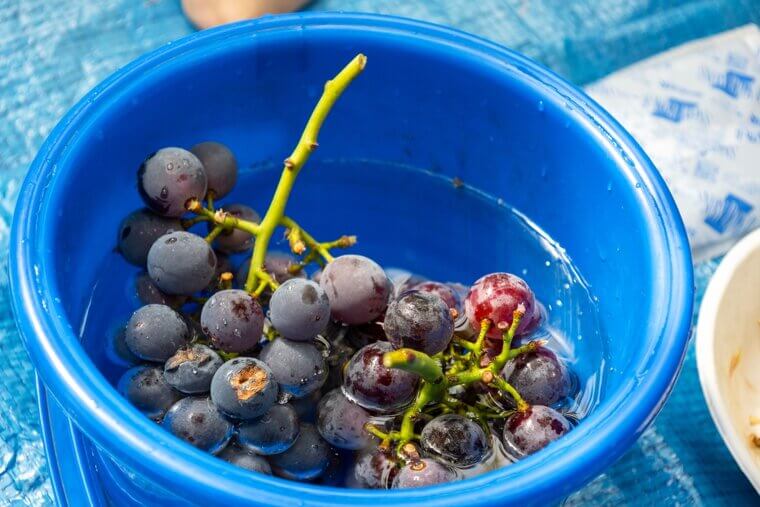 Wash Fresh Berries In A Diluted Vinegar Solution To Kill Spores And Extend Their Lifespan Dramatically