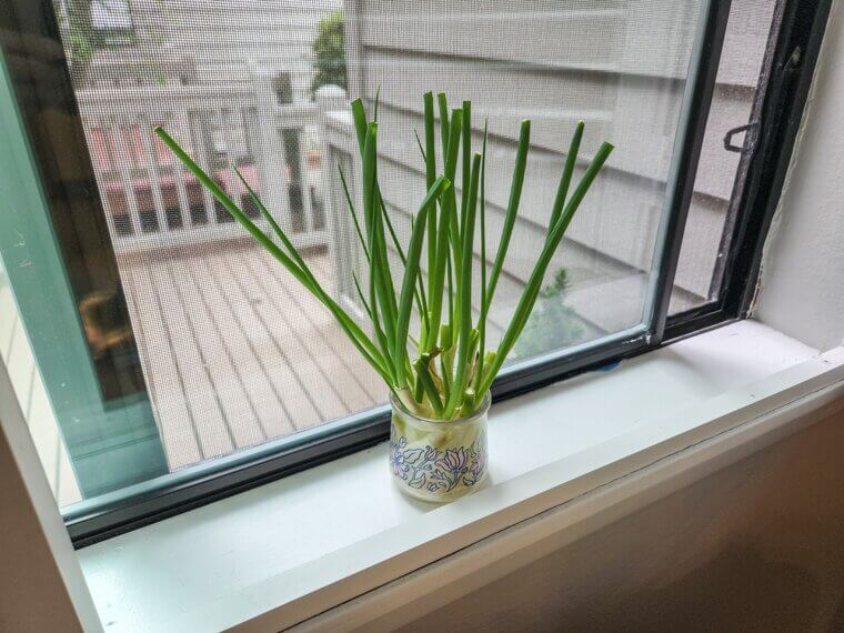 Regrow Scallions By Placing The White Root Ends In A Glass Of Water On A Sunny Windowsill