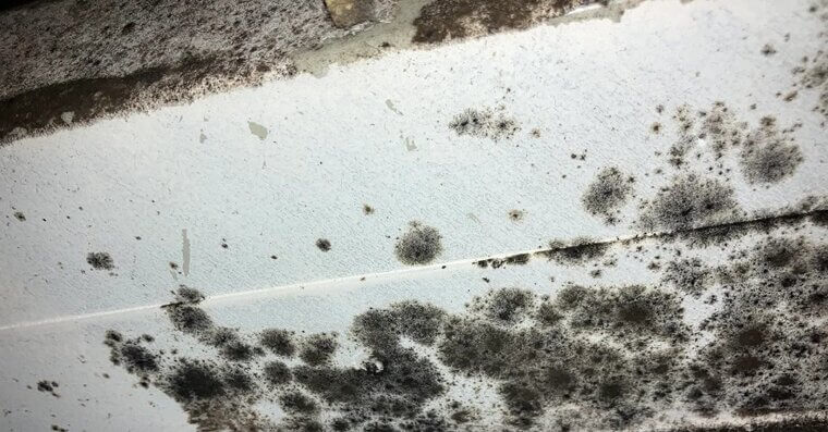 Removing Mold