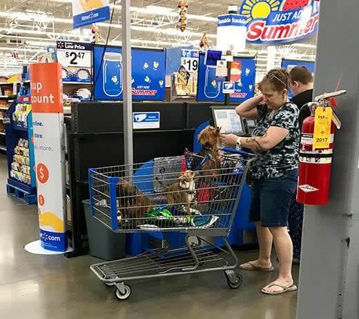 Taking The Children To Walmart