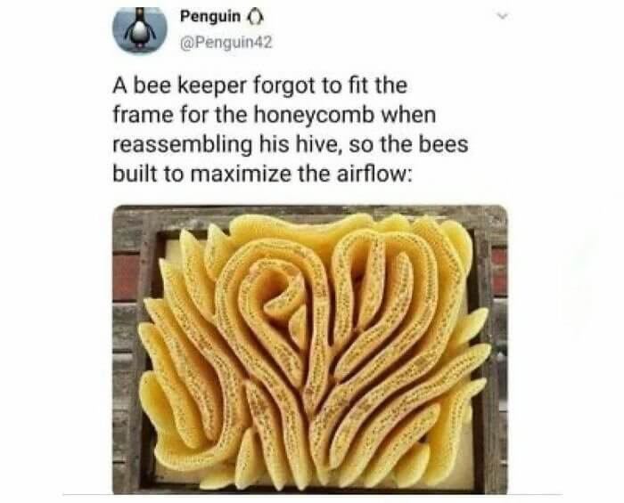 Why Bees Are Smarter Than We Think