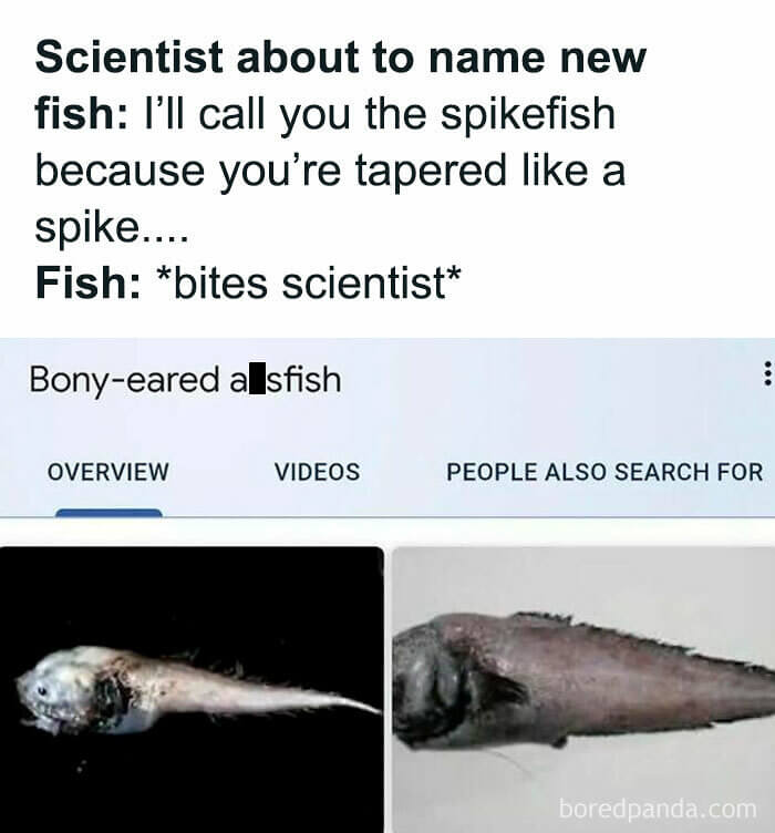 A Fish That Sounds Like an Insult