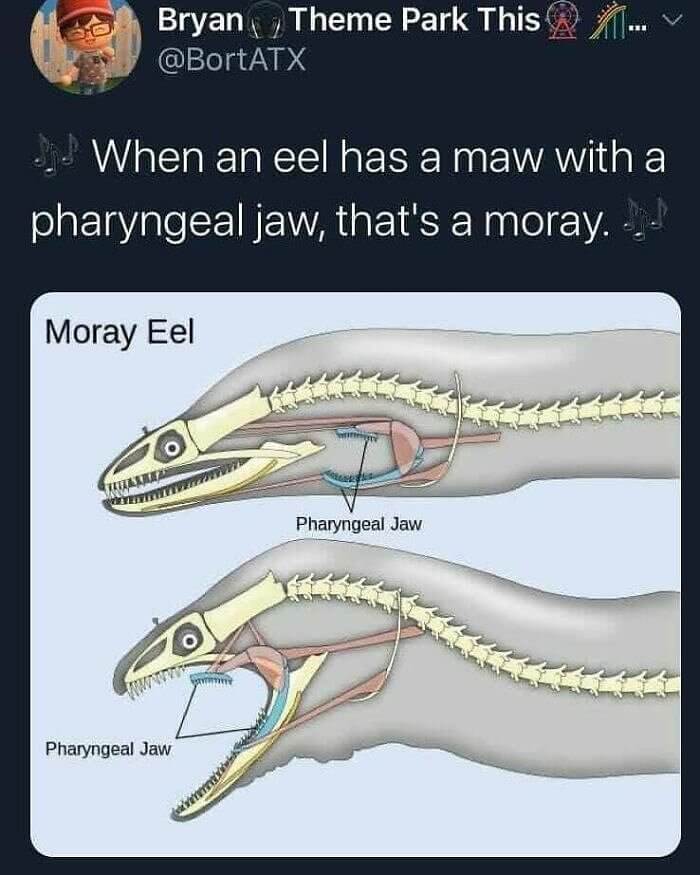 That's a Moray, Not Amore