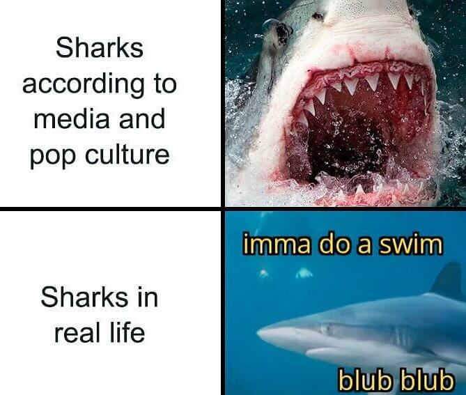 Sharks Are Much Nicer in Person