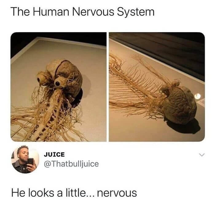A Nervous System With Anxiety