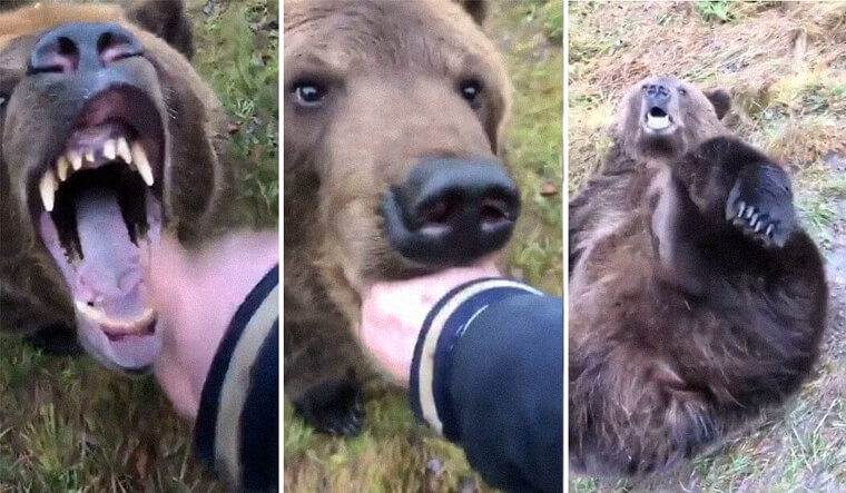 You Can Raise A Bear As Your Pet