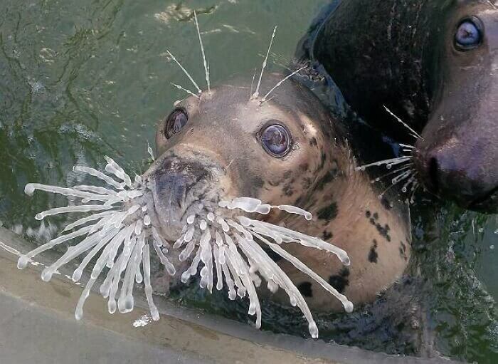 Seal's Whiskers Freezes In The Cold Waters Of Russia