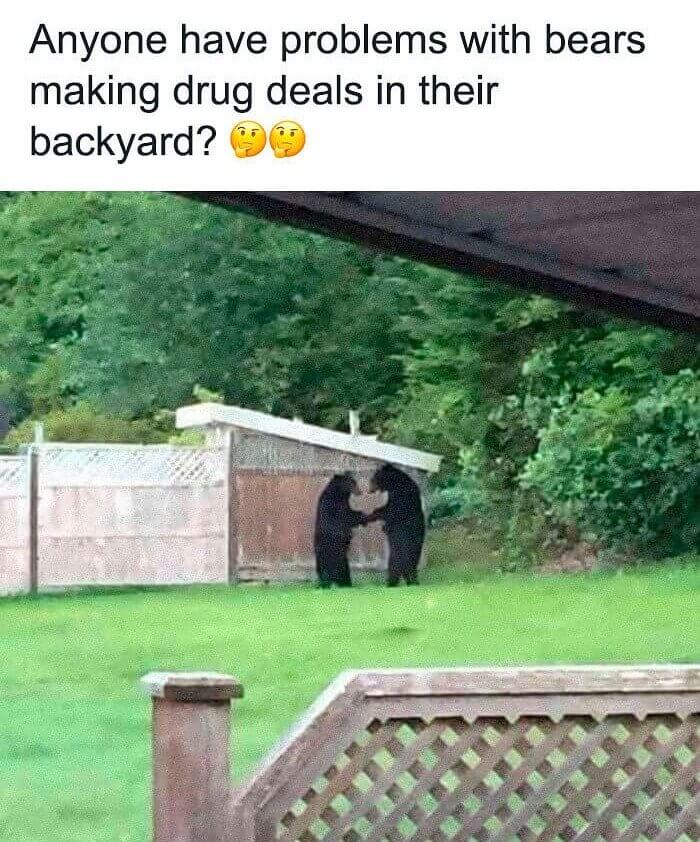 Russian Bears Engaging In Illegal Activity In Backyards