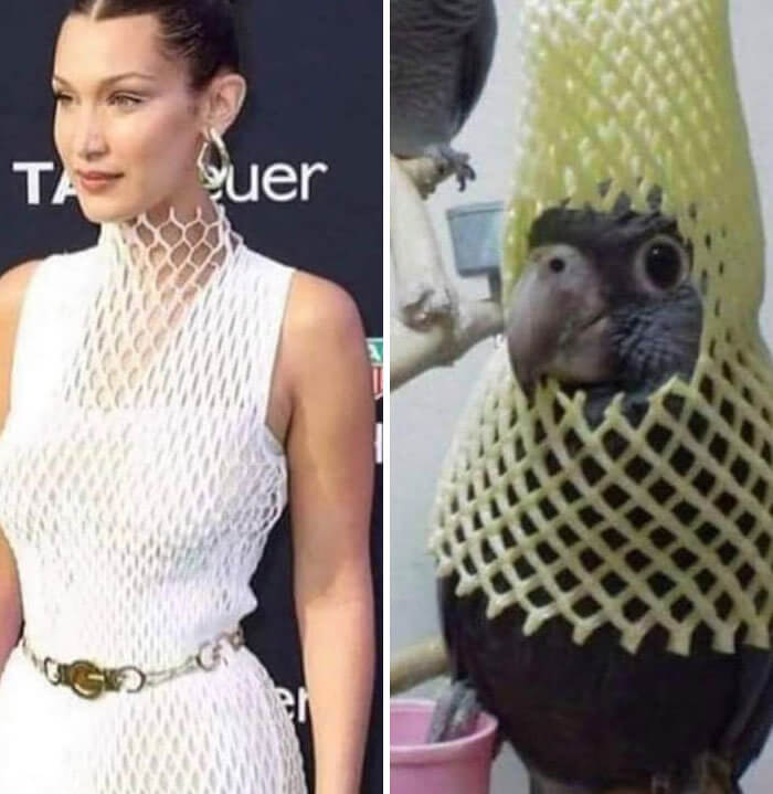 Normalize Dressing Like Birds