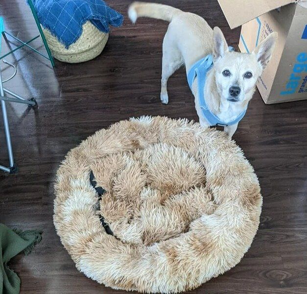 Keep Your Pet's Bed Smelling Good, Too