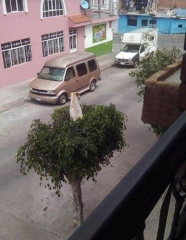 Does This Dog Think It's A Cat?