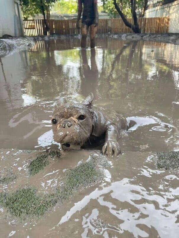 Is It a Baby Hippo?