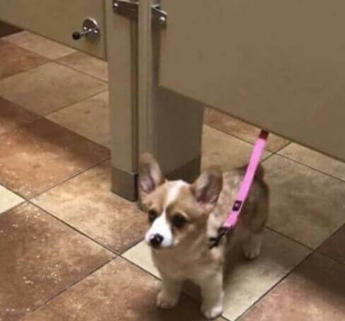 If Cuteness Had A Face