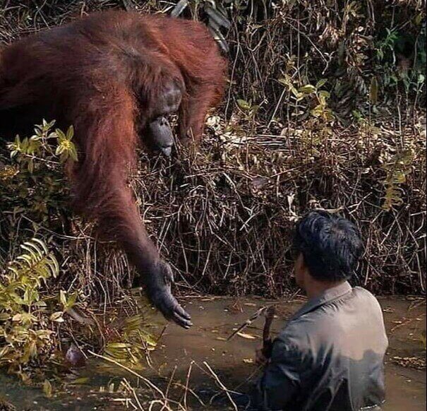 'Hey Human! Let Me Help You'